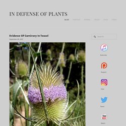 Evidence Of Carnivory In Teasel — In Defense of Plants