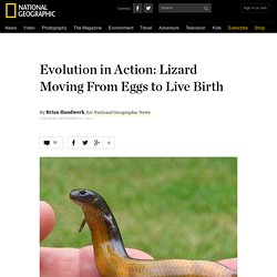 Evolution in Action: Lizard Moving From Eggs to Live Birth