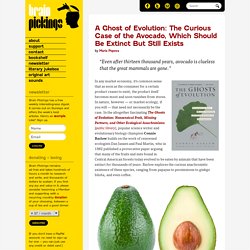 A Ghost of Evolution: The Curious Case of the Avocado, Which Should Be Extinct But Still Exists