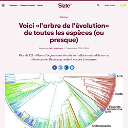 Voici «l'arbre de l'évolution» de toutes les espèces (ou presque)