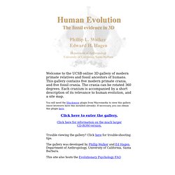 Human Evolution: The fossil evidence in 3D