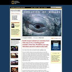 Evolution of Whales @ nationalgeographic.com