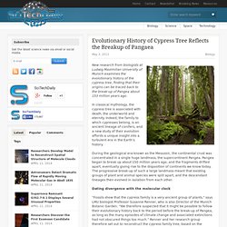 Evolutionary History of Cypress Tree Reflects the Breakup of Pangaea