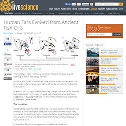 Human Ears Evolved from Ancient Fish Gills