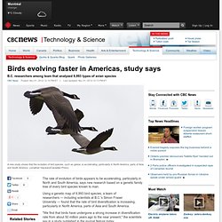 Birds evolving faster in Americas, study says - Technology & Science