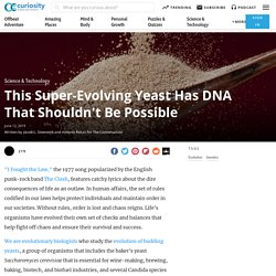 This Super-Evolving Yeast Has DNA That Shouldn't Be Possible