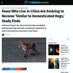 Foxes Who Live in Cities Are Evolving 'Similar to Domesticated Dogs'