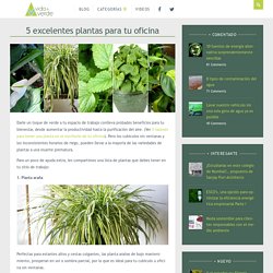 5 excelentes plantas para tu oficina » Vida Mas Verde