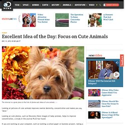 Excellent Idea of the Day: Focus on Cute Animals