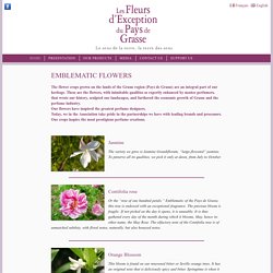 Les Fleurs d'Exception du Pays de Grasse » EMBLEMATIC FLOWERS