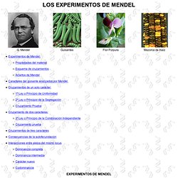 EXPERIMENTOS DE MENDEL