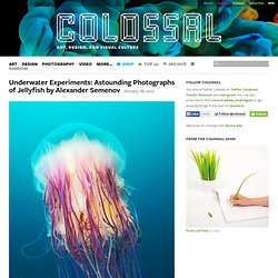 Underwater Experiments: Astounding Photographs of Jellyfish by Alexander Semenov