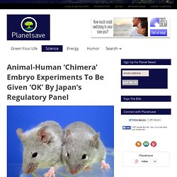 Animal-Human 'Chimera' Embryo Experiments Given 'OK' By Japan's Regulatory Panel