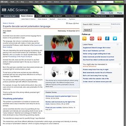 Experts decode secret polarisation language › News in Science (ABC Science)