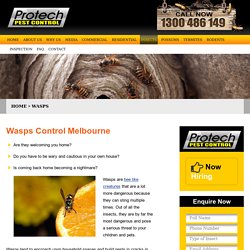 100% Guaranteed Wasp Removal in Melbourne