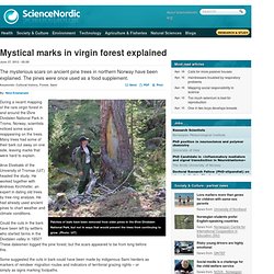 Mystical marks in virgin forest explained