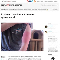 Explainer: how does the immune system work?