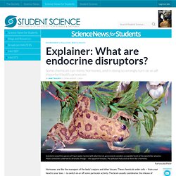 Explainer: What are endocrine disruptors?