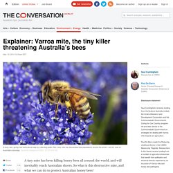 Explainer: Varroa mite, the tiny killer threatening Australia's bees