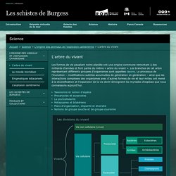 L'arbre du vivant - L'origine des animaux et l'explosion cambrienne - Science - Les schistes de Burgess