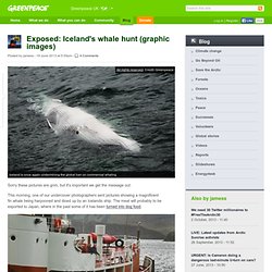 Exposed: Iceland's whale hunt (graphic images)
