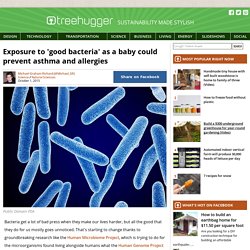 Exposure to 'good bacteria' as a baby could prevent asthma and allergies