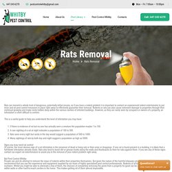 Rats Exterminator and Removal Company Whitby