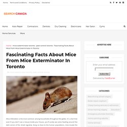 Fascinating Facts About Mice From Mice Exterminator In Toronto - Canada Search