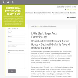 Little Black Sugar Ants Exterminators