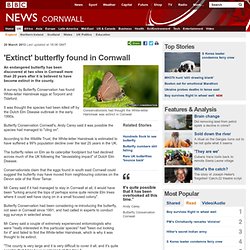 'Extinct' butterfly found in Cornwall
