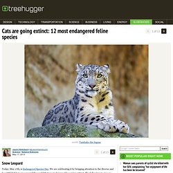 Cats are going extinct: 12 most endangered feline species