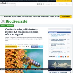 L’extinction des pollinisateurs menace 1,4 milliard d’emplois, selon un rapport