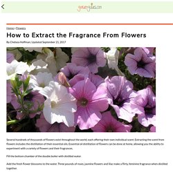 How to Extract the Fragrance From Flowers