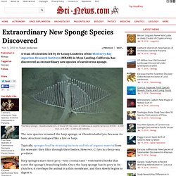 Extraordinary New Sponge Species Discovered