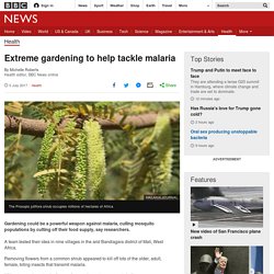 Extreme gardening to help tackle malaria
