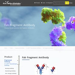 Fab Fragment Antibody