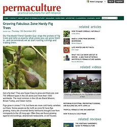 Growing Fabulous Zone Hardy Fig Trees