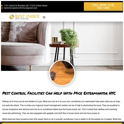 Pest Control Facilities Can Help With Mice Exterminator NYC