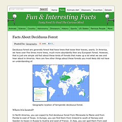 Facts About Deciduous Forest