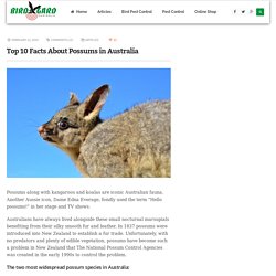 Top 10 Facts About Possums in Australia