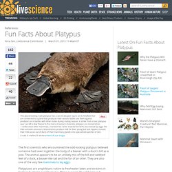 Fun Facts About Platypus