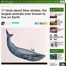 11 facts about blue whales, the largest animals ever known to live on Earth