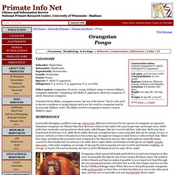 Primate Factsheets: Orangutan (Pongo) Taxonomy, Morphology, & Ecology