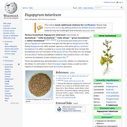 Fagopyrum tataricum