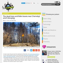 The dead trees and fallen leaves near Chernobyl aren’t decaying
