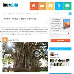 10 Most Famous Trees in the World