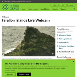 Farallon Islands Live Webcam