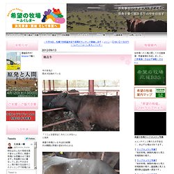 Farm Sunctuary 希望の牧場〜ふくしま〜 Official BLOG: 斑点牛