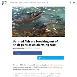 Farmed fish are breaking out of their pens at an alarming rate