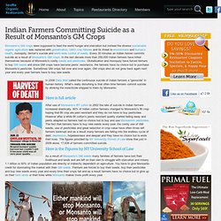 Indian Farmers Committing Suicide as a Result of Monsanto's GM Crops